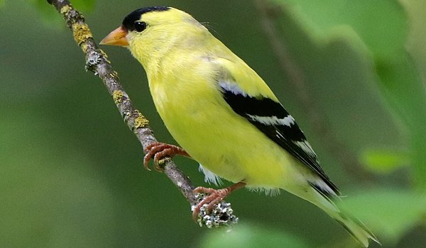 American Goldfinch