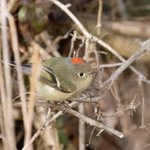 Ruby-crowned Kinglet